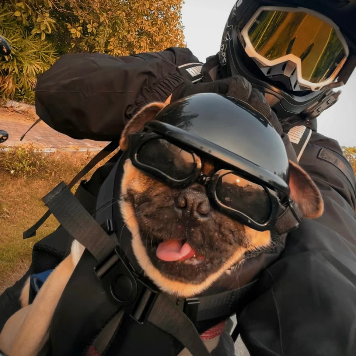 Dog Helmet Premium Safety Gear for Stylish Adventures – NiNi Glowworm