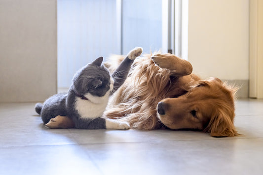 The Importance of Pet Supplies for Pet Health