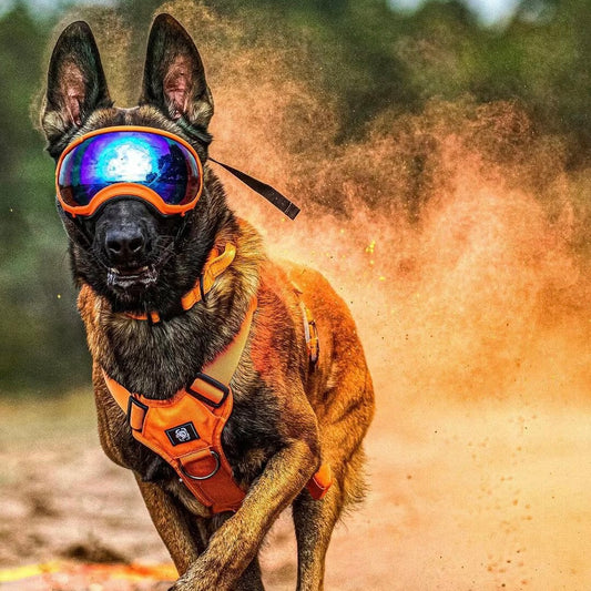 Fashion Essential Choose Stylish Goggles for Your Dog
