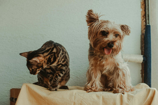 Essential Tips for Choosing Cat and Dog Pet Supplies - NINI GLOWWORM