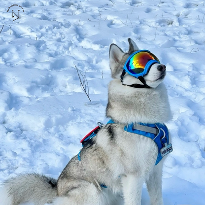 Dog Goggles for Outdoor Skiing