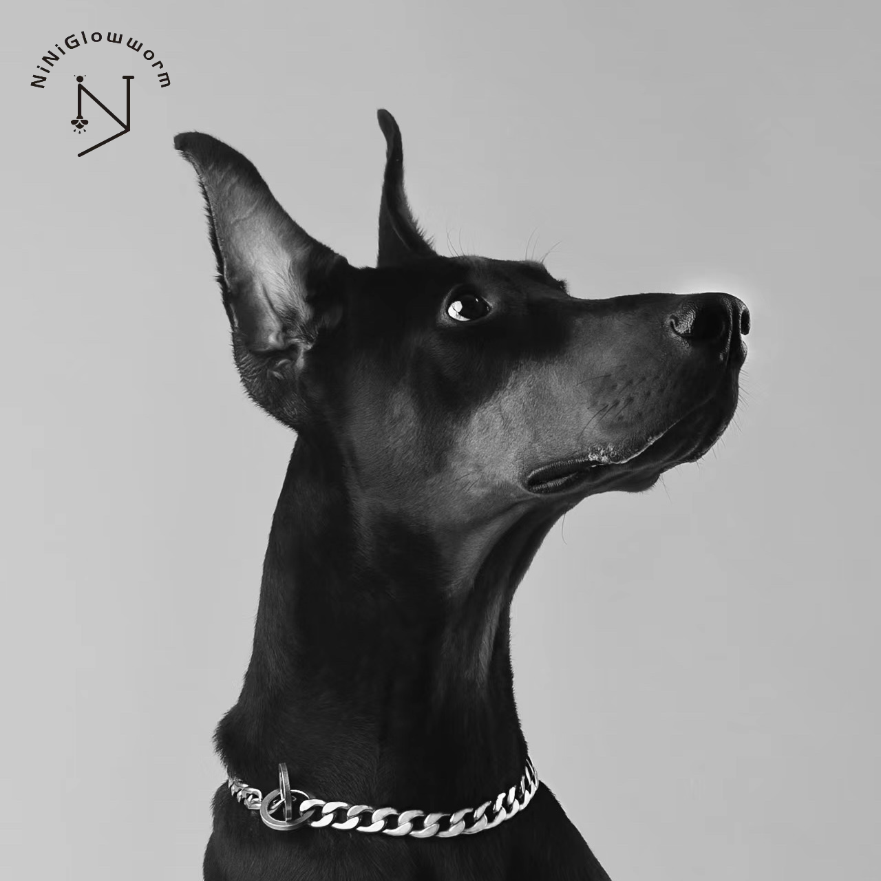 Dog Chain Silver Cuban Link Collar
