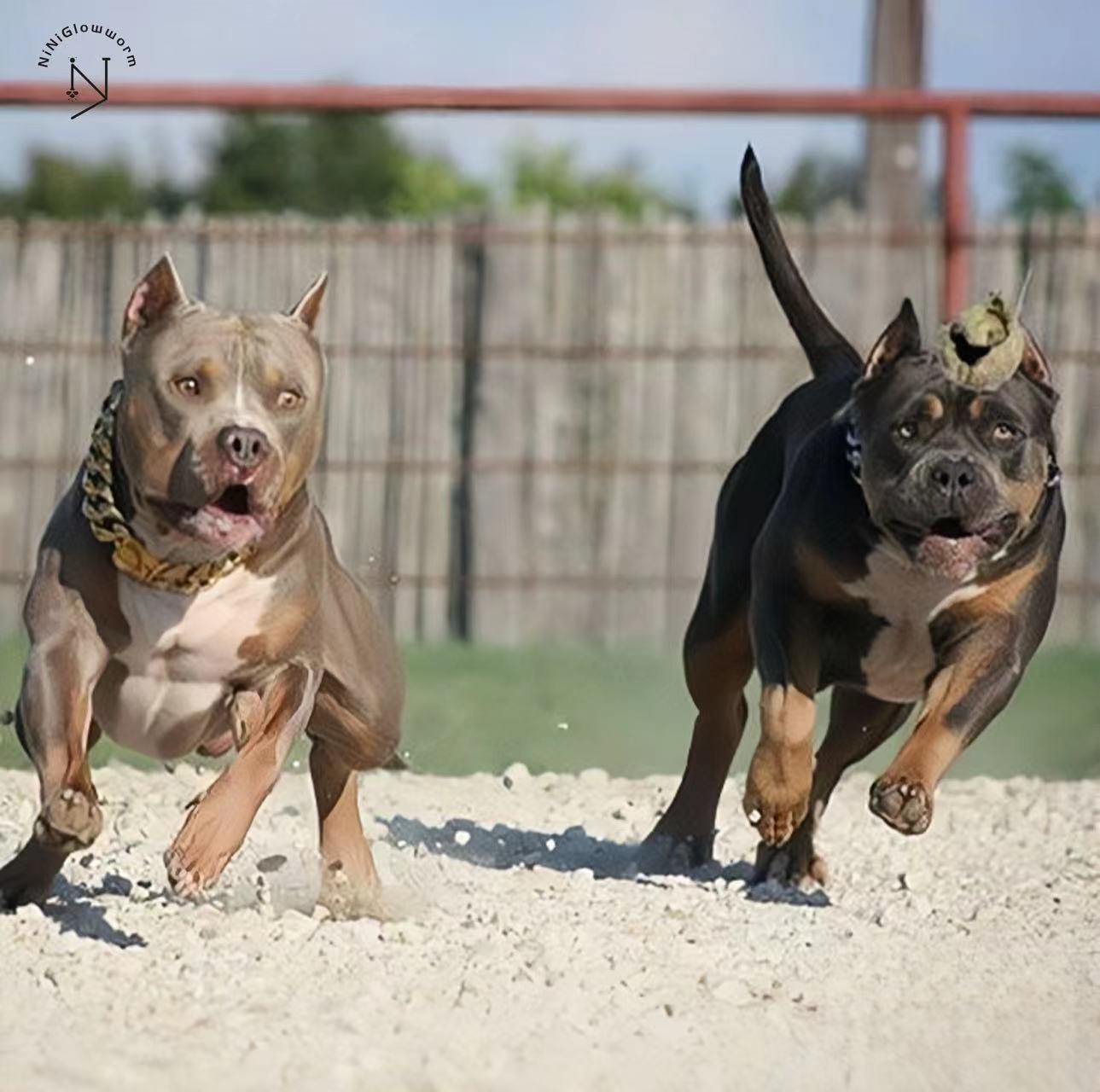 American Bully Dog and Pit bull Cuban Gold Chain