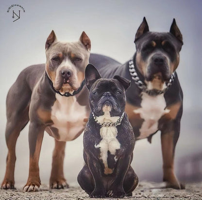 American Bully Dog and Pit bull Cuban Silver Chain